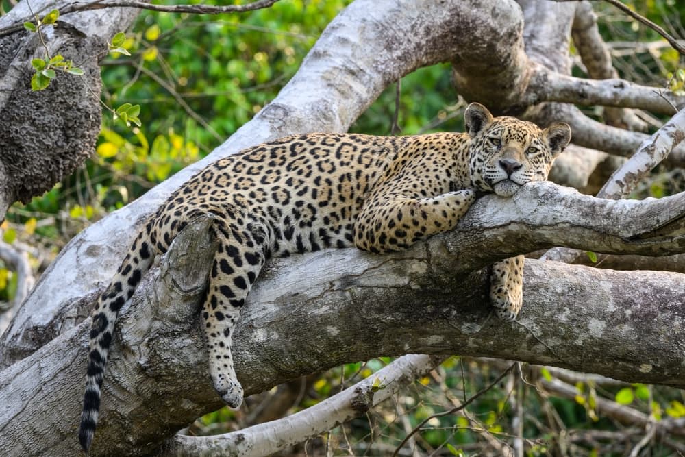 Pantanal and Central-West Brazil